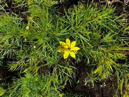 Coreopsis vert. 'Zagreb' geen maat specificatie 0,55L/P9cm - afbeelding 2