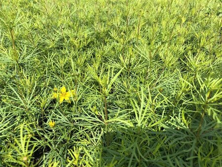 Coreopsis vert. 'Zagreb' geen maat specificatie 0,55L/P9cm - afbeelding 6