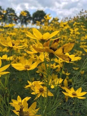 Coreopsis vert. 'Zagreb' geen maat specificatie 0,55L/P9cm - afbeelding 4