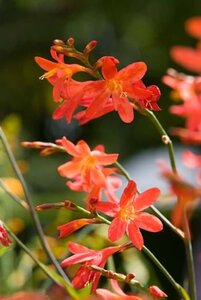 Crocosmia 'Carmine Brilliant' geen maat specificatie 0,55L/P9cm