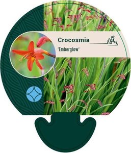 Crocosmia 'Emberglow' geen maat specificatie 0,55L/P9cm