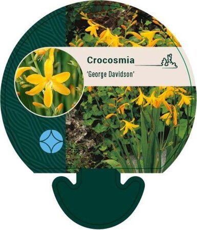 Crocosmia 'George Davidson' geen maat specificatie 0,55L/P9cm