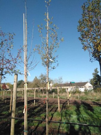 Crataegus lavalleei 'Carrierei' 10-12 Hoogstam draadkluit