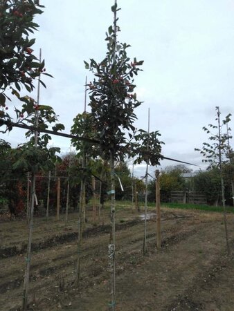 Crataegus lavalleei 'Carrierei' 12-14 Hoogstam wortelgoed 2 X verplant