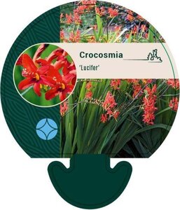 Crocosmia 'Lucifer' geen maat specificatie 0,55L/P9cm - afbeelding 2