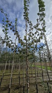 Crataegus monogyna 10-12 Hoogstam wortelgoed - afbeelding 3