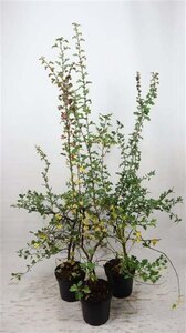 Crataegus monogyna 150-175 cm cont. 7,5L - afbeelding 2