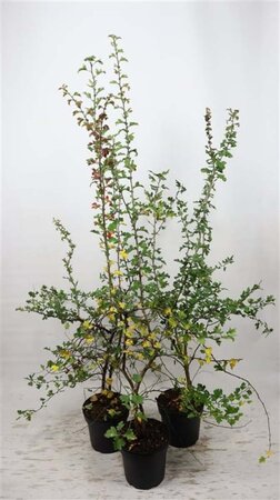 Crataegus monogyna 150-175 cm cont. 7,5L - afbeelding 1