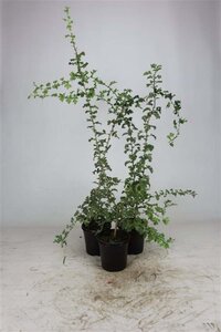 Crataegus monogyna 60-100 cm cont. 2,5L