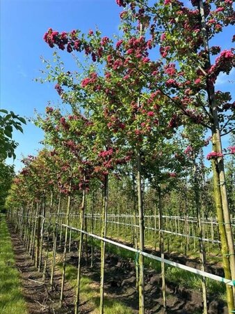 Crataegus media 'Paul's Scarlet' 10-12 Hoogstam draadkluit - afbeelding 2