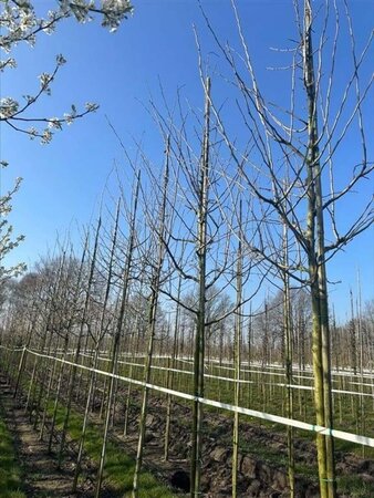 Crataegus media 'Paul's Scarlet' 10-12 Hoogstam draadkluit - afbeelding 3