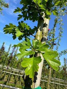 Crataegus media 'Paul's Scarlet' 10-12 Hoogstam draadkluit - afbeelding 4