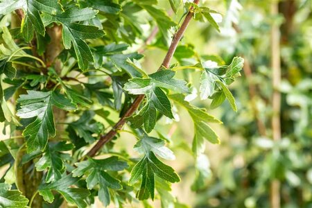 Crataegus monogyna 'Stricta' 10-12 Hoogstam wortelgoed - afbeelding 5