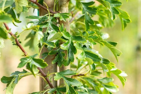 Crataegus monogyna 'Stricta' 6-8 Hoogstam wortelgoed - afbeelding 3