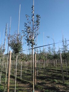 Crataegus monogyna 'Stricta' 8-10 Hoogstam wortelgoed - afbeelding 1