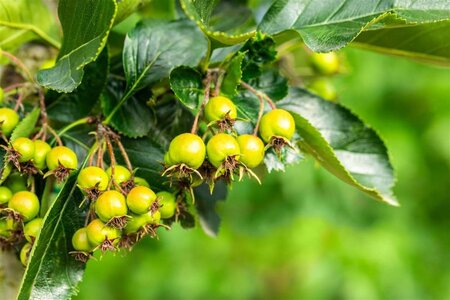 Crataegus persimilis 'Splendens' 150-175 cm draadkluit meerstammig - afbeelding 1