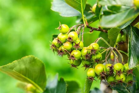 Crataegus persimilis 'Splendens' 150-175 cm draadkluit meerstammig - afbeelding 2