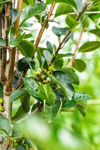 Crataegus persimilis 'Splendens' 150-175 cm draadkluit meerstammig - afbeelding 3