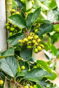 Crataegus persimilis 'Splendens' 150-175 cm draadkluit meerstammig - afbeelding 4