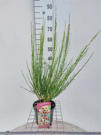 Cytisus 'Goldfinch' 30-40 cm cont. 3,0L - afbeelding 1