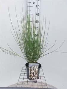 Cytisus praecox 'Albus' 30-40 cm cont. 3,0L - afbeelding 2