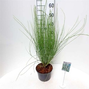 Cytisus praecox 'Albus' 30-40 cm cont. 3,0L - afbeelding 1