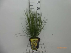 Cytisus praecox 'Allgold' 30-35 cm cont. 3,0L