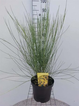 Cytisus praecox 'Allgold' 40-50 cm cont. 7,5L