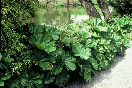 Darmera peltata geen maat specificatie 0,55L/P9cm - afbeelding 1