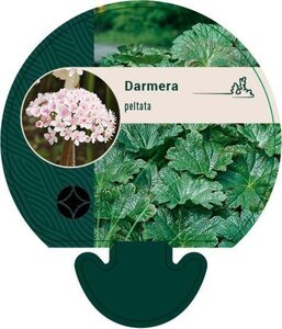 Darmera peltata geen maat specificatie 0,55L/P9cm - afbeelding 3