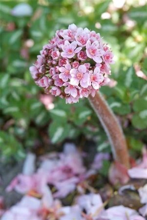 Darmera peltata geen maat specificatie 0,55L/P9cm - afbeelding 2