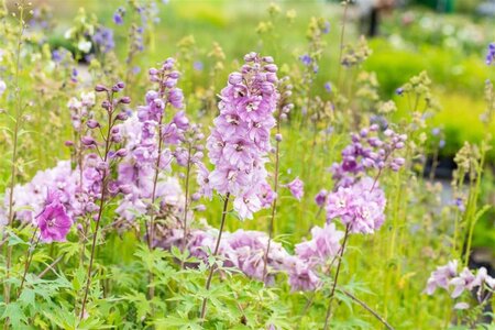 Delphinium (p) 'Astolat' geen maat specificatie 0,55L/P9cm - afbeelding 1