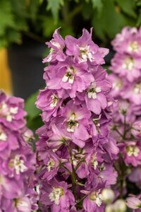 Delphinium (p) 'Astolat' geen maat specificatie 0,55L/P9cm - afbeelding 2