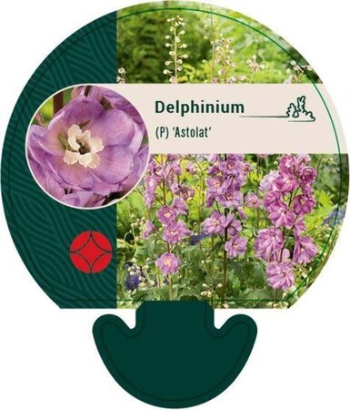 Delphinium (p) 'Astolat' geen maat specificatie 0,55L/P9cm - afbeelding 4