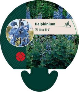 Delphinium (P) 'Blue Bird' geen maat specificatie 0,55L/P9cm - afbeelding 4