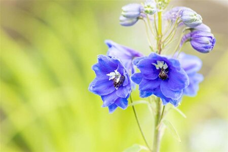 Delphinium (P) 'Blue Bird' geen maat specificatie 0,55L/P9cm - afbeelding 1