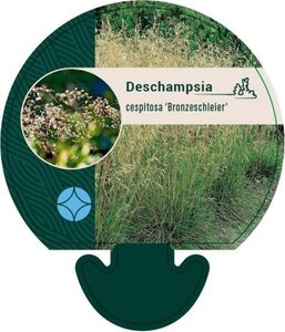 Deschampsia cesp. 'Bronzeschleier' geen maat specificatie 0,55L/P9cm - afbeelding 3