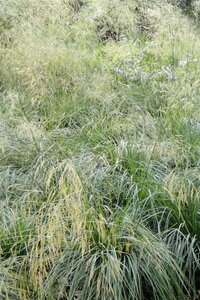 Deschampsia cesp. 'Bronzeschleier' geen maat specificatie 0,55L/P9cm - afbeelding 1