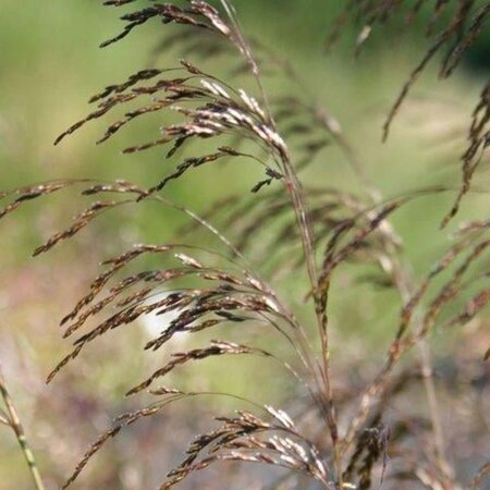 Deschampsia cesp. 'Bronzeschleier' geen maat specificatie 0,55L/P9cm - afbeelding 2