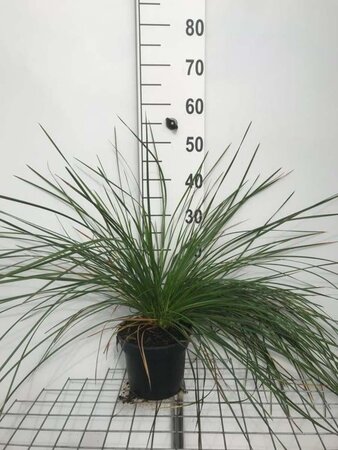 Deschampsia cespitosa geen maat specificatie cont. 3,0L - afbeelding 3