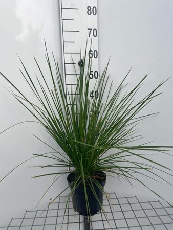 Deschampsia cespitosa geen maat specificatie cont. 3,0L - afbeelding 6