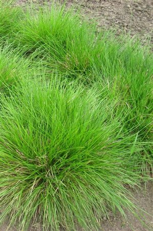 Deschampsia cespitosa geen maat specificatie cont. 3,0L - afbeelding 1