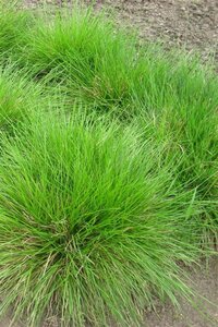 Deschampsia cespitosa geen maat specificatie cont. 3,0L - afbeelding 1