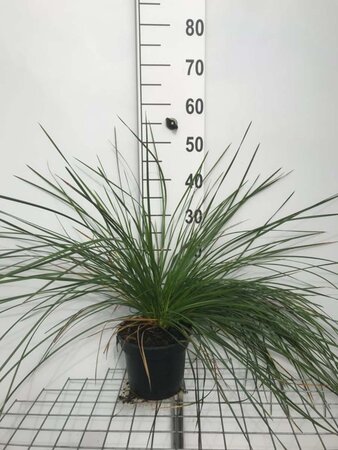 Deschampsia cespitosa geen maat specificatie cont. 3,0L - image 5