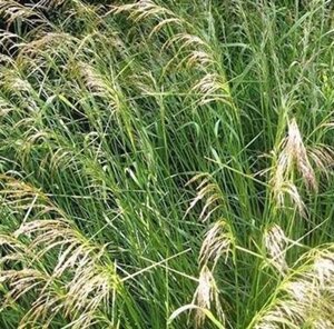 Deschampsia cespitosa geen maat specificatie 0,55L/P9cm - afbeelding 3