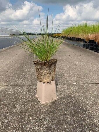 Deschampsia cespitosa geen maat specificatie 0,55L/P9cm - afbeelding 4