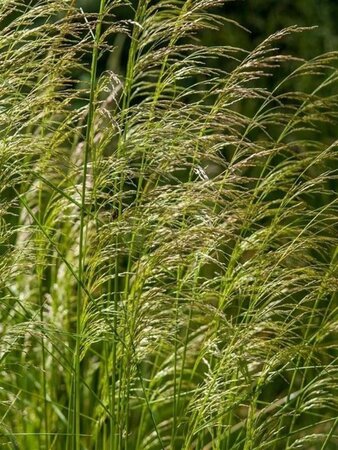 Deschampsia cespitosa geen maat specificatie 0,55L/P9cm - afbeelding 8