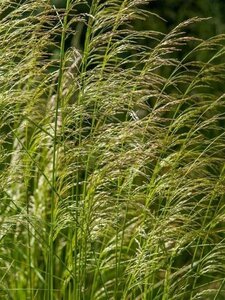 Deschampsia cespitosa geen maat specificatie 0,55L/P9cm - afbeelding 8