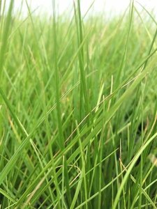 Deschampsia cespitosa geen maat specificatie 0,55L/P9cm - afbeelding 5