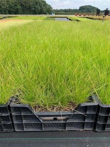 Deschampsia cespitosa geen maat specificatie 0,55L/P9cm - afbeelding 6